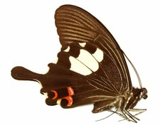 LEPIDOPTERA, PAPILIONIDAE