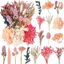 Trockenblumen Set Bunt Mini