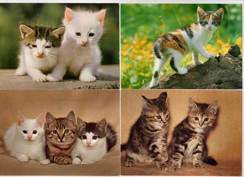 Katzen postkarten - ak,