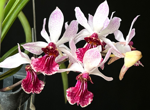 Vanda hybrid kimballianum x - (kimballianum,