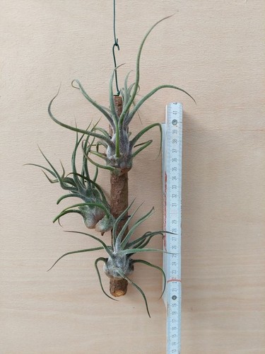 Tillandsia pruinosa 3 - pruinosa, ,3