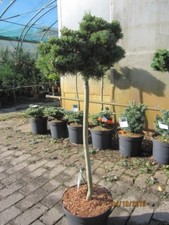 Pinus parviflora Beran -