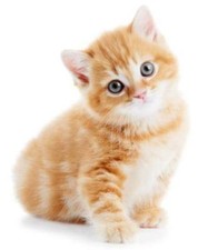 Aufkleber Auto Motorrad Tier