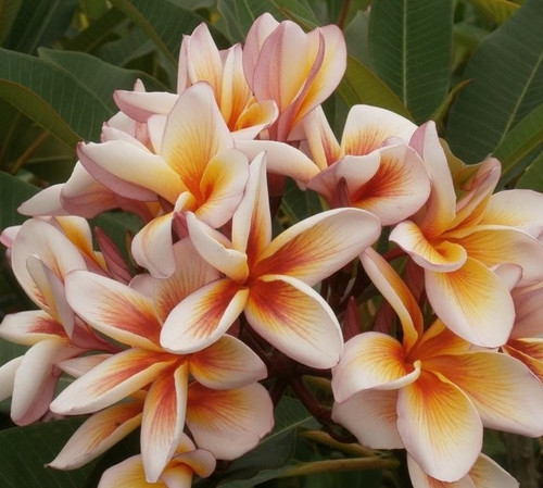 Frangipani plumeria rubra - plumeria,