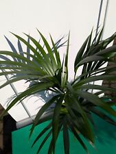 Howea forsteriana 100–140cm Kentia-Palme pflegeleicht Zimmerpflanze luftreinigen