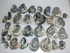 1000g Austernschalen Oyster