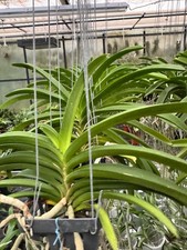 Rhynchostylis coelestis 'Blue'