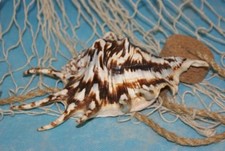 Muschel Lambis Lambis dunkel