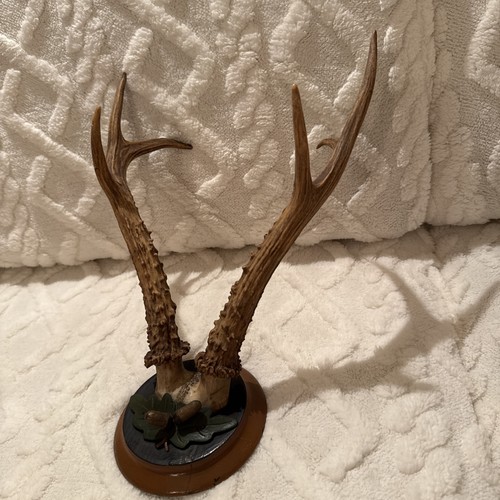 Rehgehörn jagdtrophäe mit - jagdtrophäe,