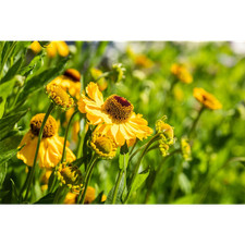 Helenium x cult.'Rauchtopas' -