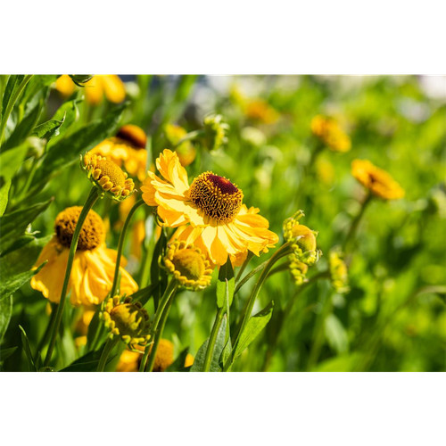 Helenium cult rauchtopas - helenium, cult.'rauchtopas'