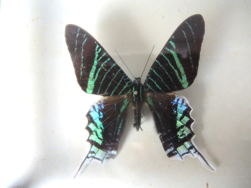 Urania leilus peru - urania,