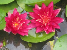 Seerose, Nymphaea 'Burgundy