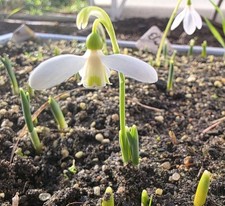 10x Galanthus ELWESII