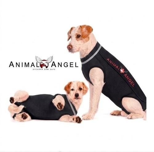 Body für hunde - hunde, kastration