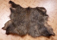 Schönes Wildschweinfell Wild