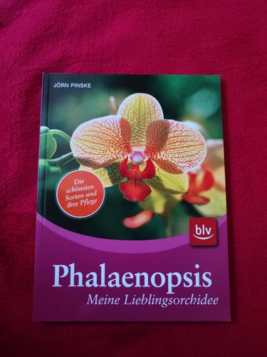 Phalaenopsis meine - phalaenopsis,