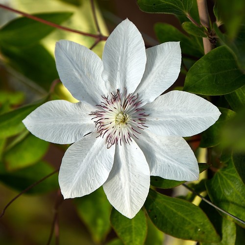 Großblumige clematis - großblumige, –