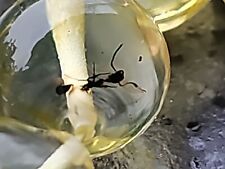 31 Gramm 13,5 MM 100%