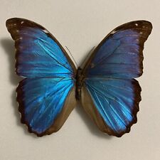 Entomologie*Morpho menelaus nestira*Brasilien