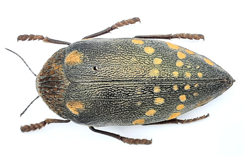Buprestidae sternocera - buprestidae,,