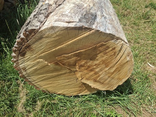 Eiche stamm 80cm - eiche,