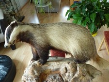 sehr schön präparierter Dachs