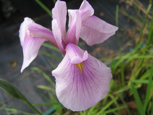 Iris laevigata rose queen - 'rose,