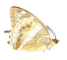 Lepidoptera nymphalidae - lepidoptera,,