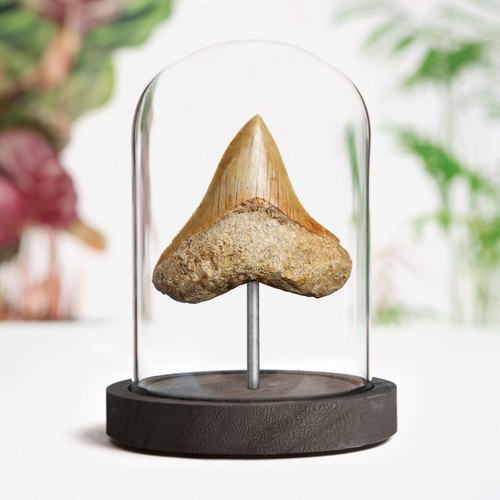 Zoll megalodon haizahn - zoll,