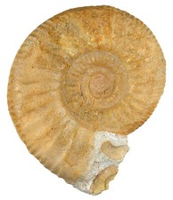 Dogger  Subgrossouvria sp