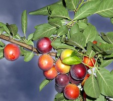 30 Samen Kirschpflaume (Prunus