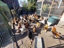 Brahma - Eier (keine