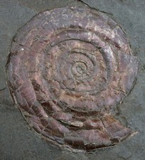 Lias  2 x Psiloceras planorbis