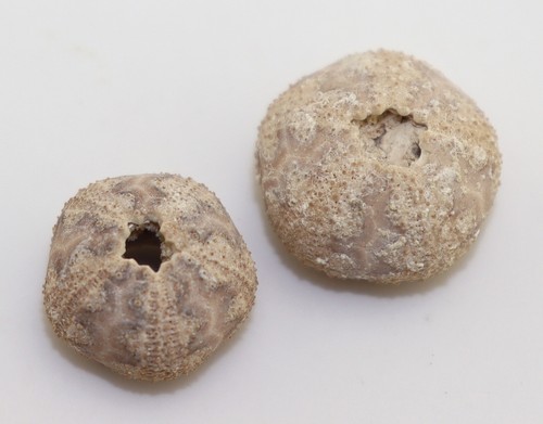 Seeigel microcyphus rosseaui - seeigel,,