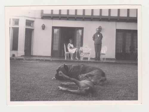 Zwei stumpfe süße hunde - süße,