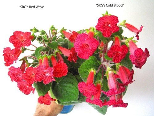 Mini srg kohleria - mini,