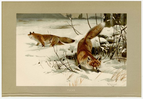 Fuchs füchse rotfuchs - füchse, schnee