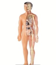 Anatomie modellbausatz - anatomie,