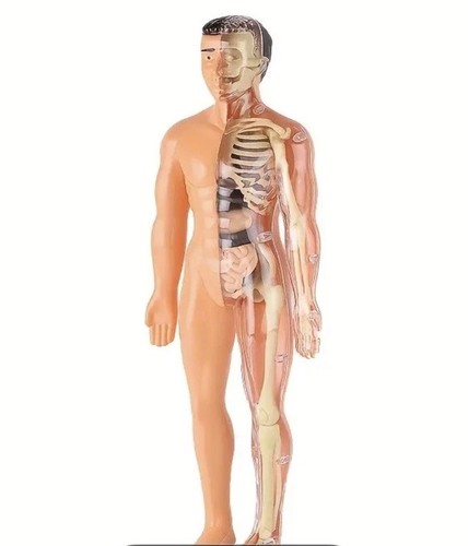 Anatomie modellbausatz - anatomie,
