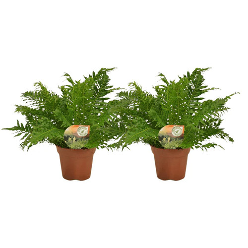Blechnum silver lady zwerg - blechnum,
