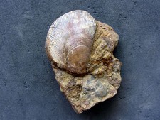 Eopecten cf. velatus Muschel aus Geisingen a.d. Donau