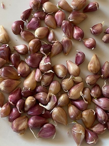 Stck knoblauch - x, stck.