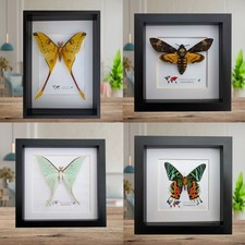 Gerahmte Motten, Argema