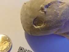 Seeigel Echinocorys Kreidezeit