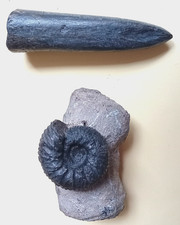 Ammonit Polyptychites, Belemnit Acrotheutis