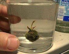 kleinste Seerose für das Aquarium Weihnachtsgeschenkidee Geschenk zu Weihnachten