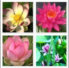 30 Samen Lotus Mischung ? nelumbo nucifera ? Winterhart & Robust  ?????