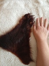 Bärentatze, Bärenkralle, Bärenfell,Mittelalter,Kelten,Indianer,LARP 