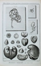 Tongue Shell Shell Glossidae